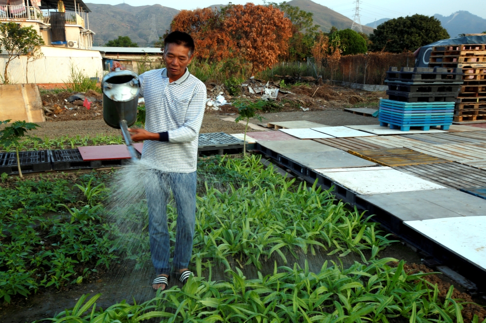 Chan Wai-ming, a farmer in Hong Kong’s New Territories district, waters plants during an interview in Hong Kong, China November 23, 2018.  Reuters/James Pomfret