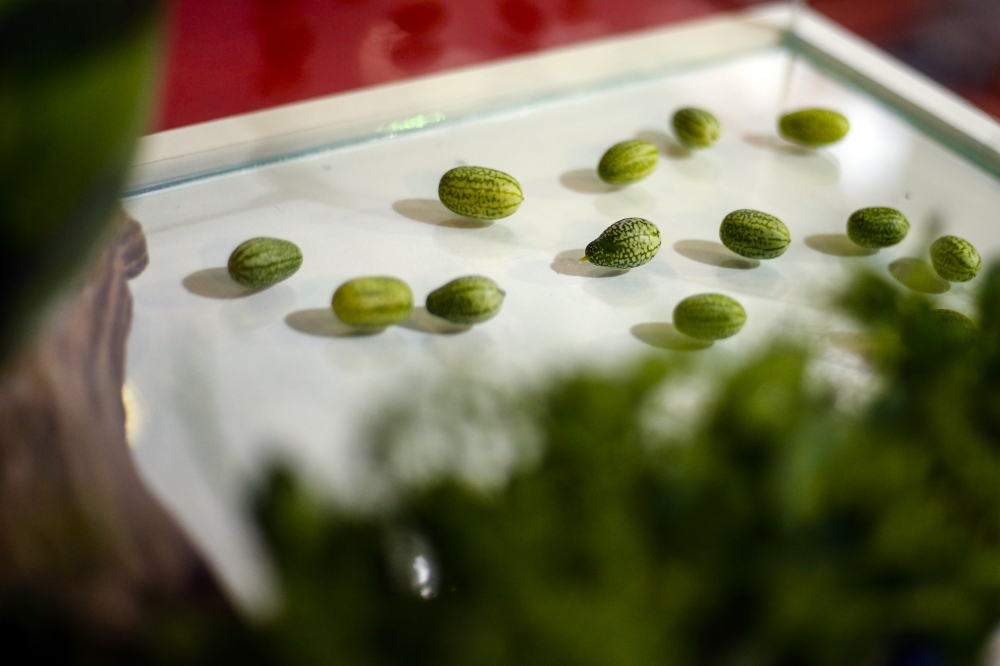 Miniature watermelons are on display at the 26th International Trade Fair for Food and Beverage in Antalya, Turkey on January 16, 2109.  (Mustafa Çiftçi/Anadolu Agency)