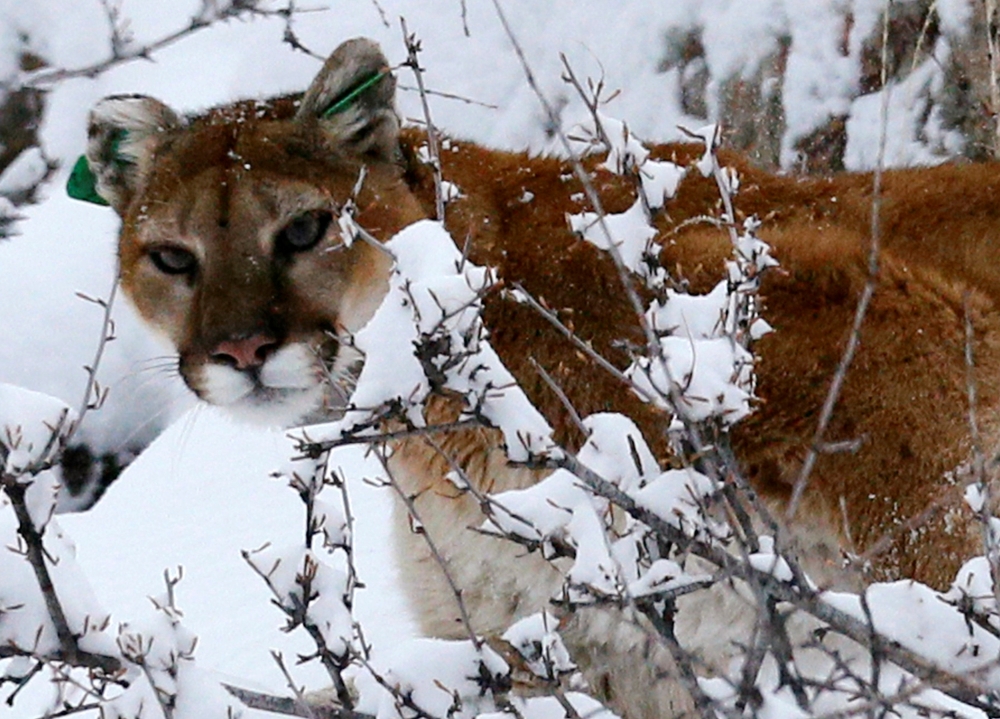File photo of a mountain lion makes its way through fresh snow in the foothills outside of Golden, Colorado April 3, 2014. REUTERS/Rick Wilking/File Photo