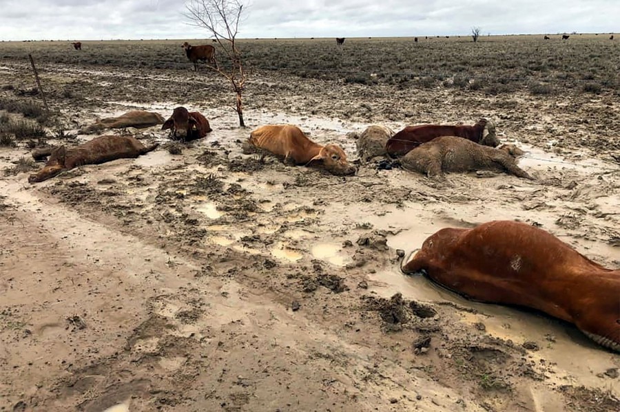 This handout picture taken on February 7 shows cattle in a flooded area near Julia Creek township in Queensland state. - Photo by Handout / ANTHONY ANDERSON / AFP