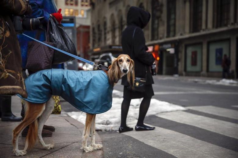 A dog waits on the corner of 31st street and 7th avenue in New York, February 9, 2014. Reuters/Shannon Stapleton