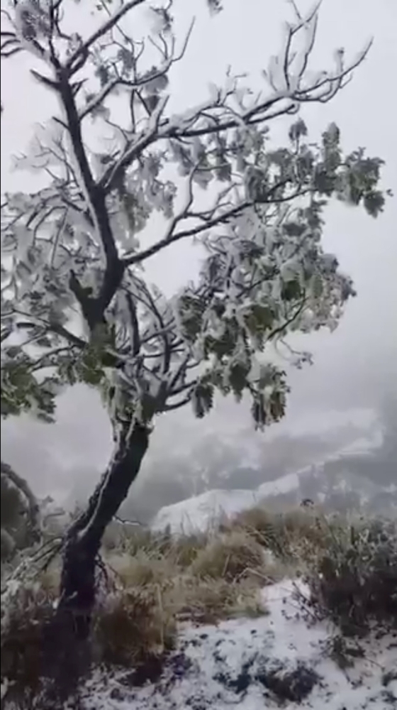 The land is covered with snow in Polipoli Spring State Recreation Area on Maui, Hawaii, U.S., February 10, 2019 in this still image taken from a social media video obtained February 11, 2019. Evan Mazingo via Reuters 