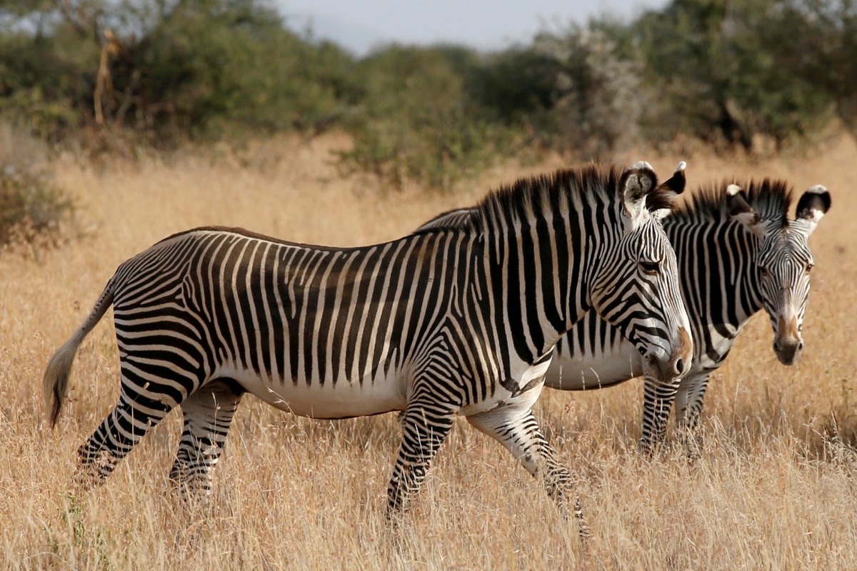 Grevy's zebras, the most threatened species of zebra, graze at the Mpala research centre in Laikipia County, Kenya, January 7, 2018. Reuters/Baz Ratner