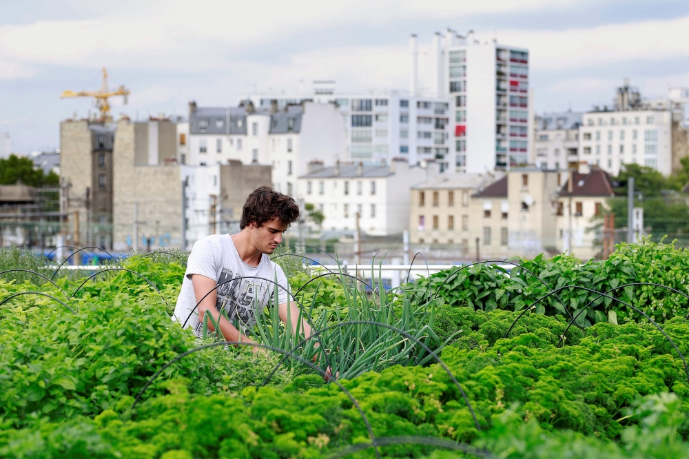 (FILES) In this file photo taken on August 24, 2017 an employee of urban farming start-up Aeromate checks on vegetables and aromatic herbs growing on the rooftop of a building owned by French public transport group RATP as part of a rooftop farming projec