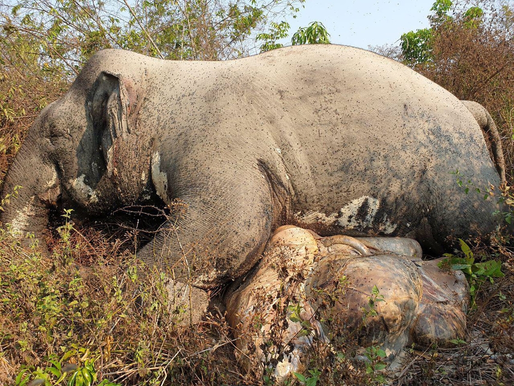 This recent undated handout photo released on February 25, 2019 by the Cambodian Ministry of Environment shows the body of a dead elephant in northeastern Mondulkiri province. AFP PHOTO / Cambodian Ministry of Environment