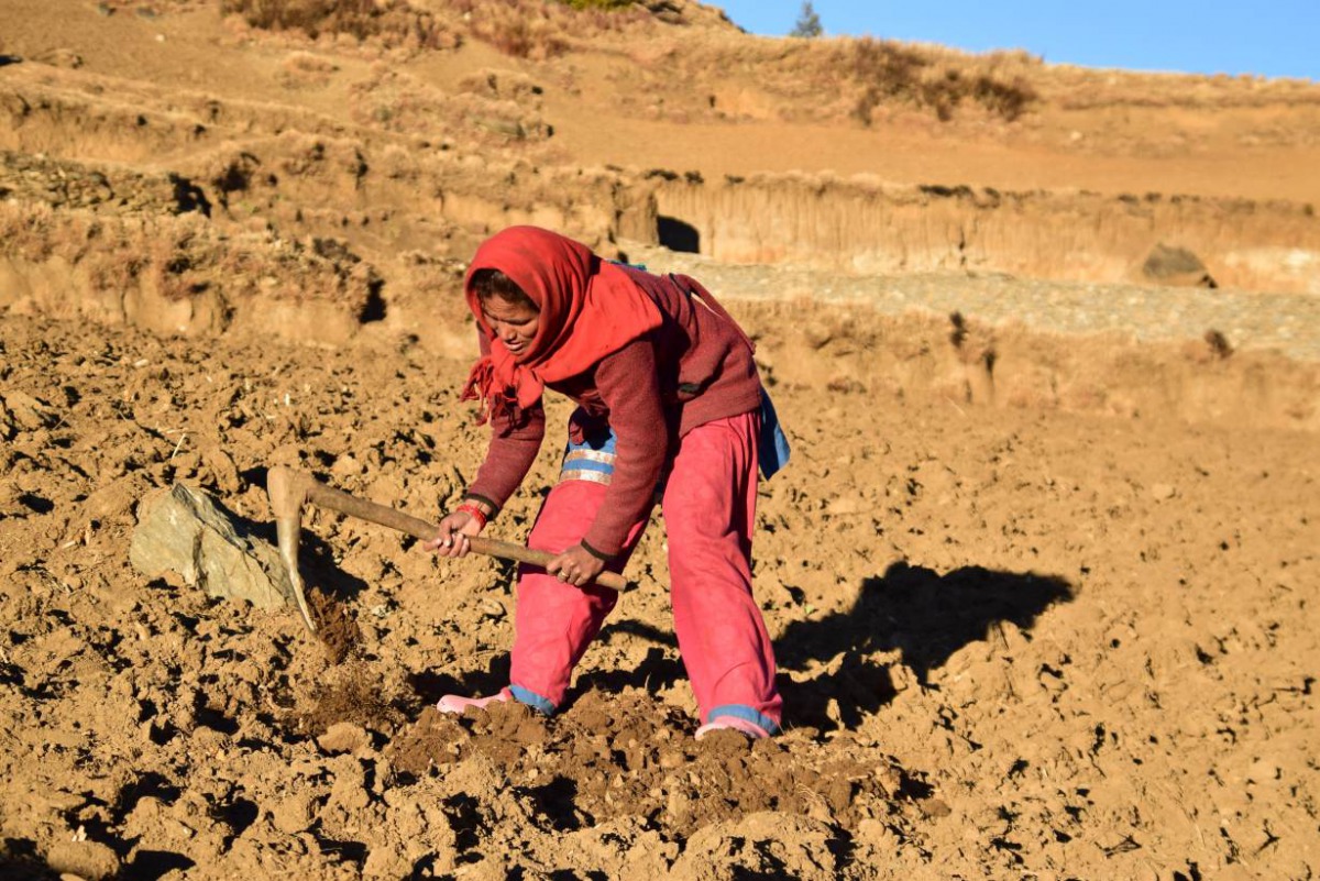 Bhadri Sarki works in her field, in Dhaulapani village, Jumla district, Nepal, February 4, 2019. Practical Action/Archana Gurung 