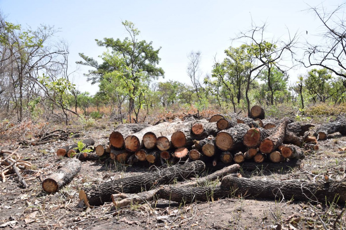 Logs felled by charcoal burners in Palaro, Gulu district, Uganda, February 13, 2019. Thomson Reuters Foundation/Liam Taylor