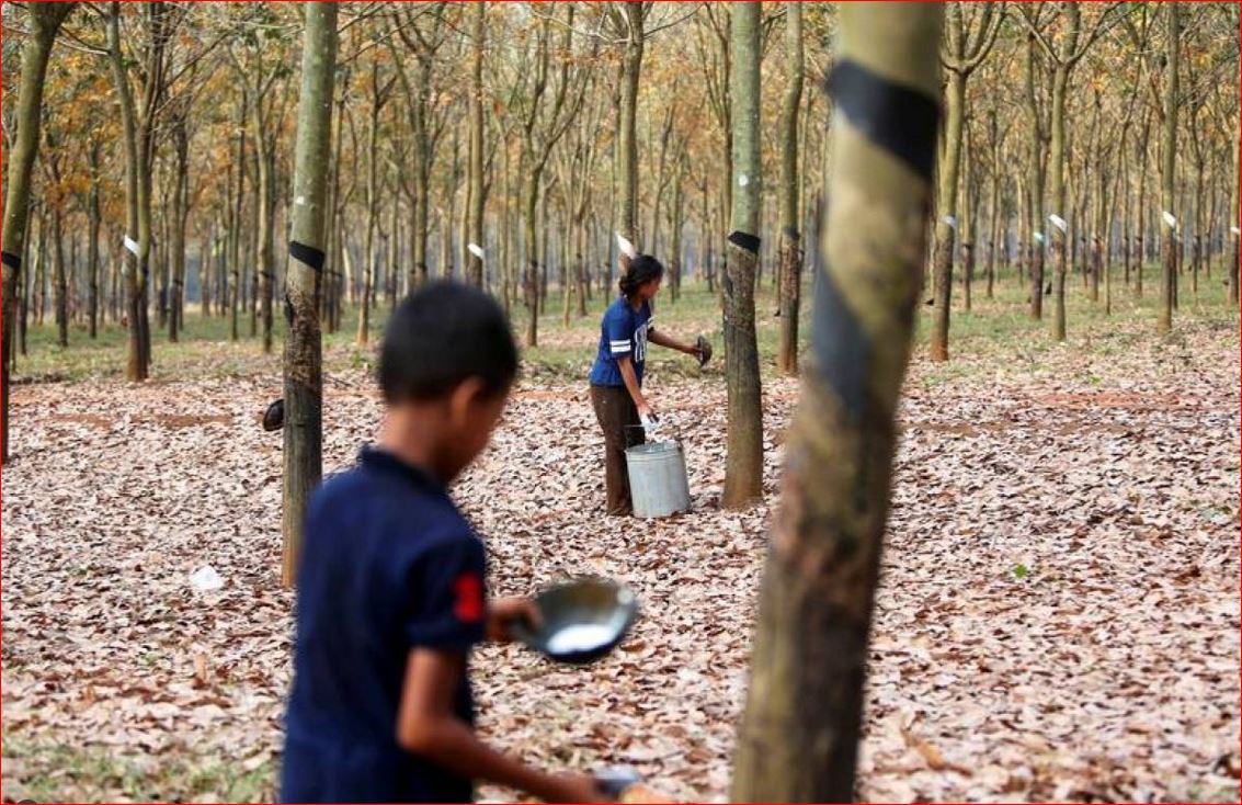 Workers collect rubber sap at a farm in Tbong Khmum province, Cambodia, February 10, 2019. Reuters/Samrang Pring