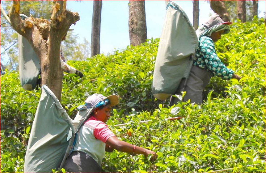 Teapickers at work at an estate in Nuwara Eliya District, Sri Lanka, March 2 2019. Thomson Reuters Foundation/Lisa Fuller