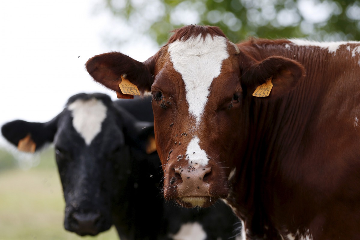 Cows graze in a field in Vlezenbeek near Brussels in this August 7, 2015 file photo. Reuters/Francois Lenoir
 