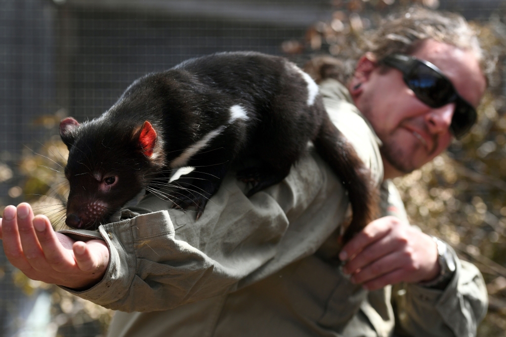 Devils at Cradle senior keeper Chris Coupland handling a Tasmanian devil at the refuge that maintains a disease-free insurance population of devils in Cradle Mountain in Australia's island state of Tasmania,  on February 23, 2019. AFP / William West 