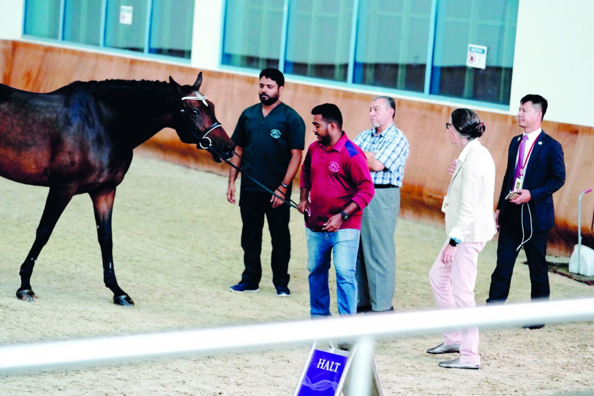 Asian Equestrian Federation U-21 Dressage Championship Finals will start in Al Rayyan today.