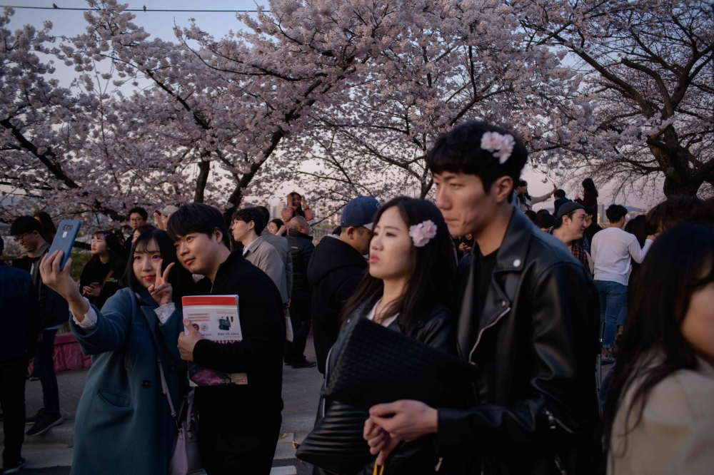 People pose for photos beneath cherry blossom at the Yeouido Cherry Blossom festival in Seoul on April 7, 2019.  AFP / Ed Jones 