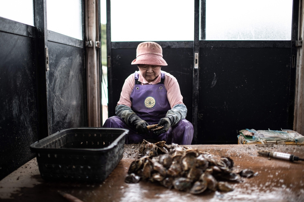 A farmer of the Sakaguchi Akoya pearl farm cleans oysters in Shima on October 12, 2018.  AFP / Martin Bureau 