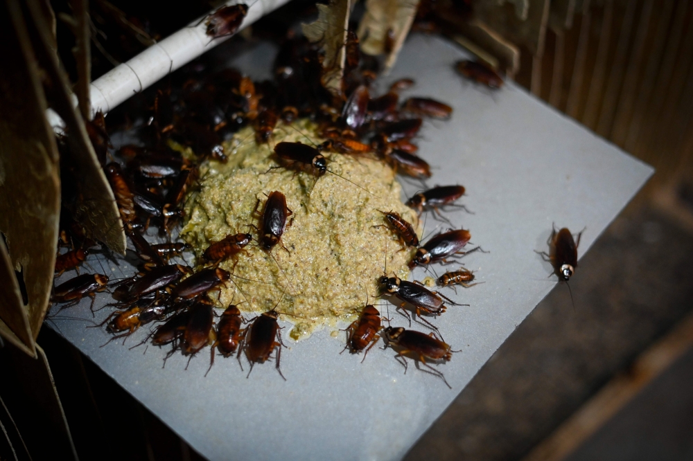 This picture taken on March 25, 2019 shows cockroaches eating feed at a roach farm in Yibin, China's southwestern Sichuan province. AFP / Wang Zhao