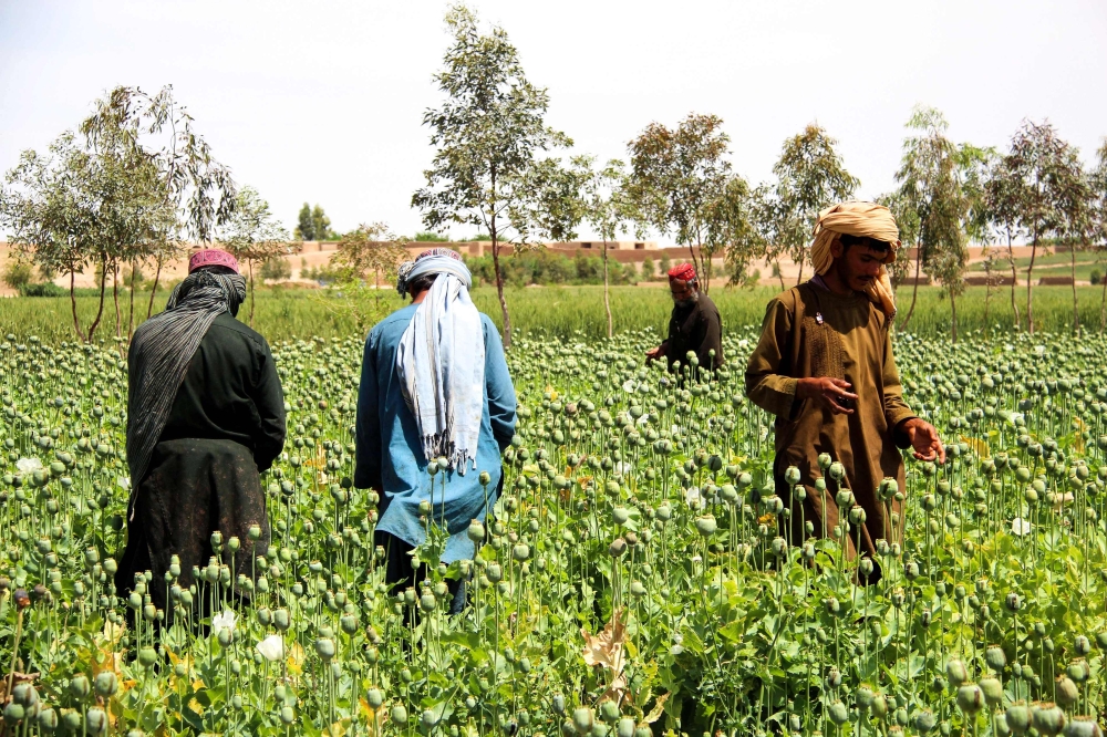 In this photograph taken on April 13, 2019, Afghan farmers harvest opium sap from a poppy field in the Gereshk district of Helmand province. AFP/Noor Mohammad 