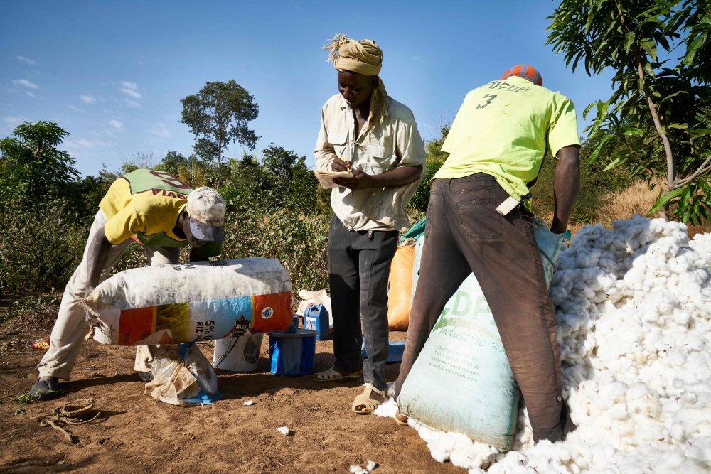 In this file photo taken on December 4, 2018 farmers weigh the cotton collected during the harvest in southern Mali. AFP / Michele Cattani 