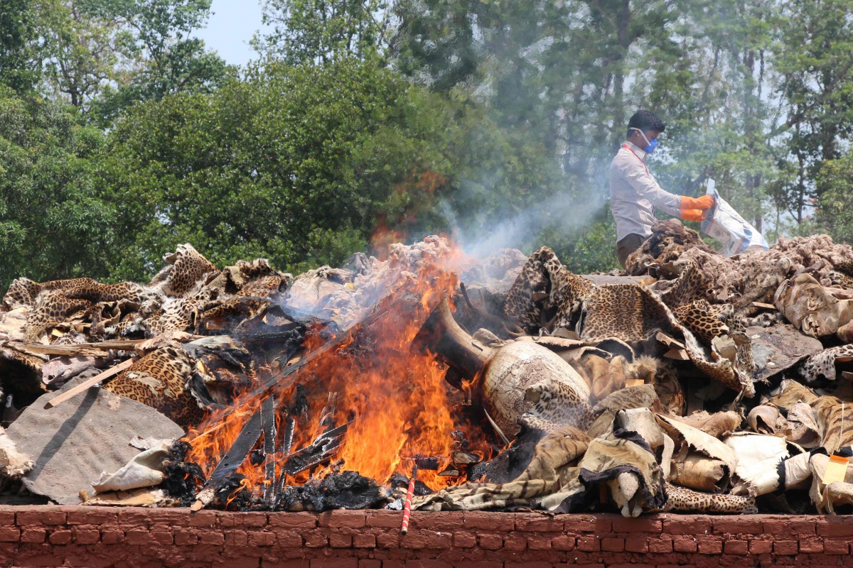 A Nepali park worker burns wildlife parts seized from poachers at Chitwan National Park, 250 kms south of Kathmandu on May 22, 2017. AFP
