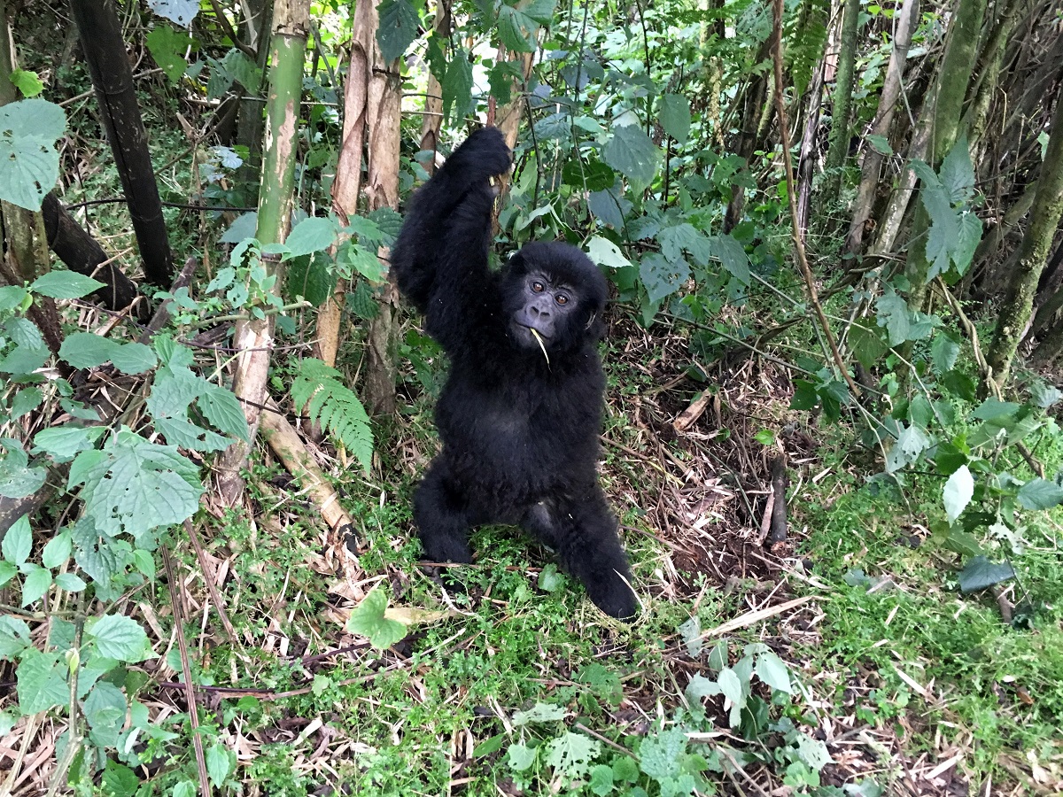 In Rwanda's Volcanoes National Park, a young gorilla hangs on a vine. Photo for The Washington Post by Mary Winston Nicklin
