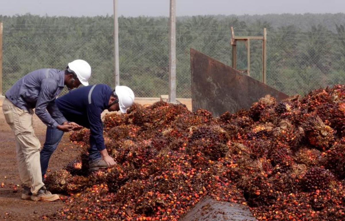 Men work on palm fruits at a palm oil factory in Bomi County, Liberia December 30, 2017. Reuters/Thierry Gouegnon 