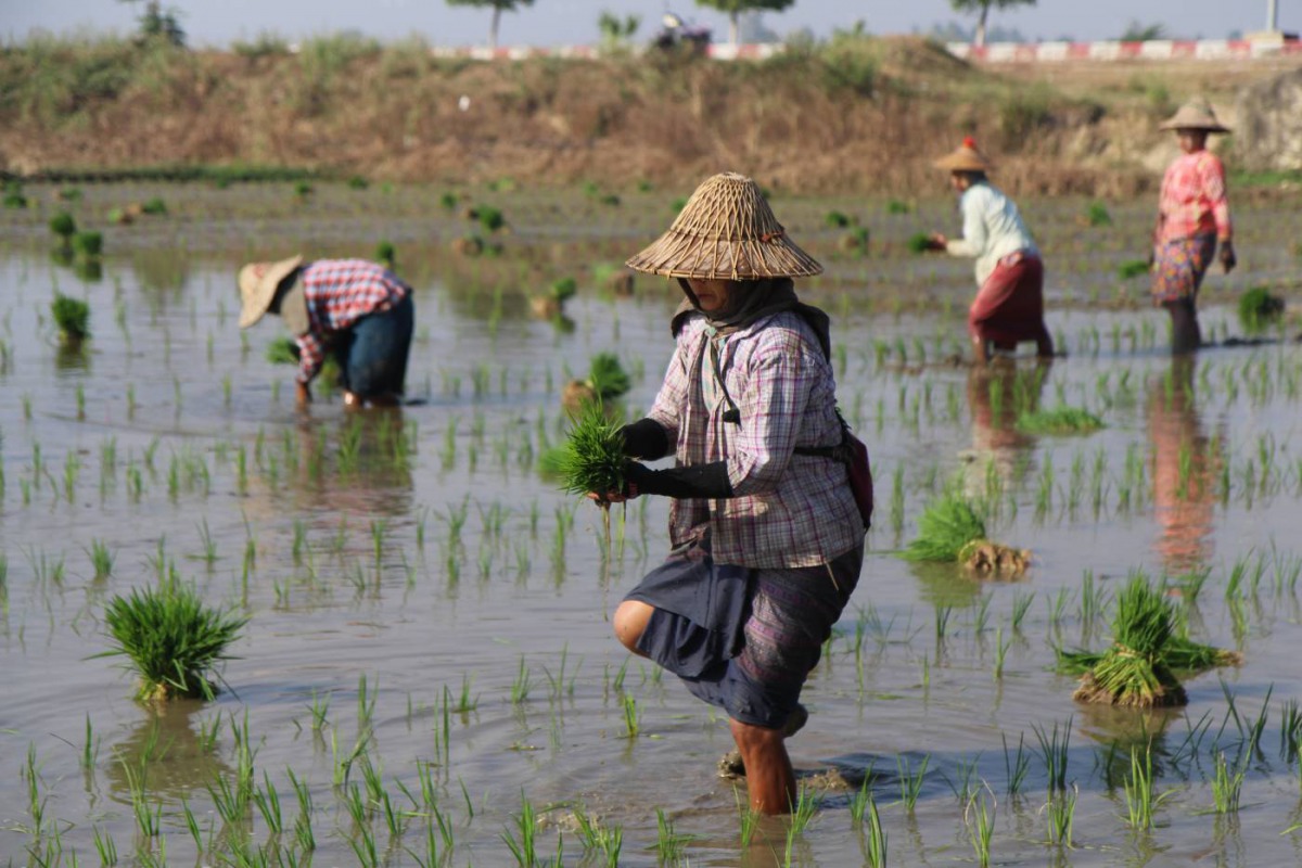 Women farm workers planting rice by hand in flooded fields near the capital Naypyitaw in central Myanmar, on Feb 15, 2019. Thomson Reuters Foundation/Thin Lei Win