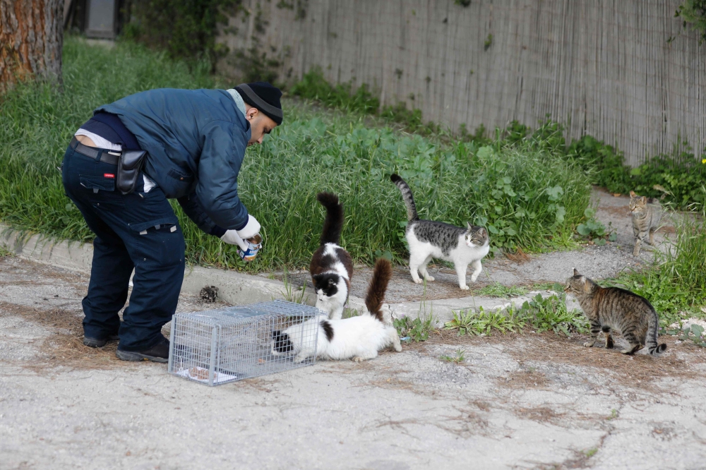 Jerusalem municipal veterinary centre employee Ahmed Abu Sinenh attempts to lure stray cats into a cage with food so that they can be sterilised on March 7, 2019. AFP / Menahem Kahana
