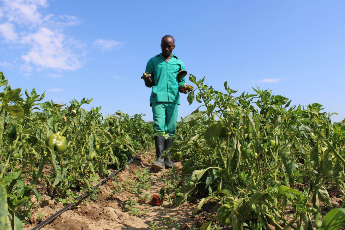 Horticulture farmer Prosper Chikwara walks through his green pepper field under irrigation outside Bulawayo, Zimbabwe, February 25, 2019. Thomson Reuters Foundation/Busani Bafana