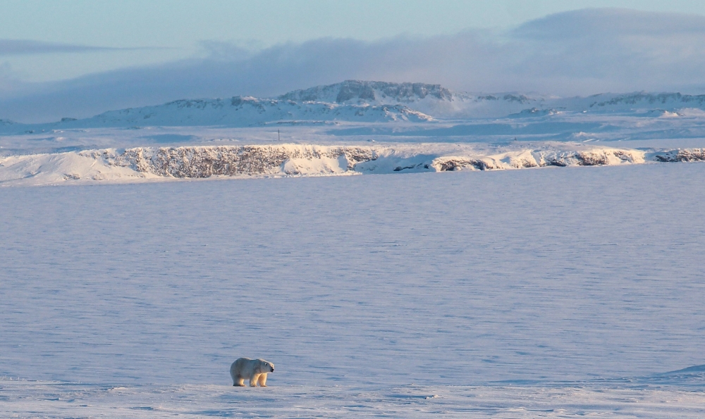 An undated handout picture obtained from the Russian Arctic National Park on March 4, 2019, shows a polar bear off the coast of the remote Russian north of Novaya Zemlya archipelago. AFP