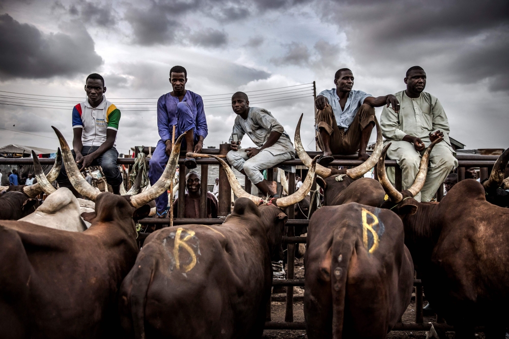 A group of herdsmen selling cows wait for costumers at Kara Cattle Market in Lagos, Nigeria, on April 10, 2019. AFP / Luis Tato 
