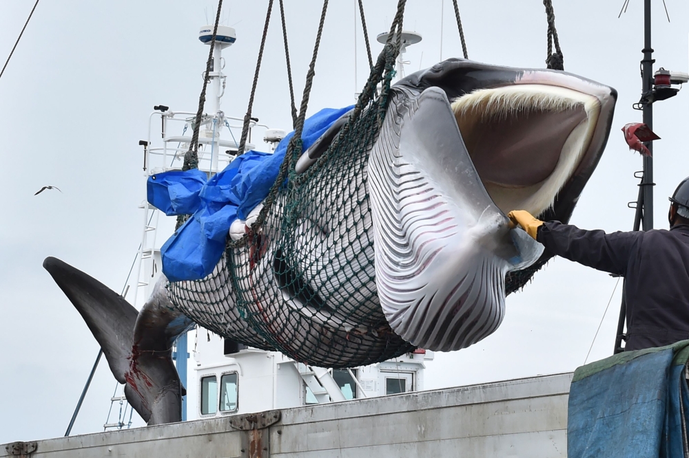 A captured minke whale is lifted by a crane into a truck bed at a port in Kushiro, Hokkaido Prefecture on July 1, 2019. AFP / Kazuhiro NOGI