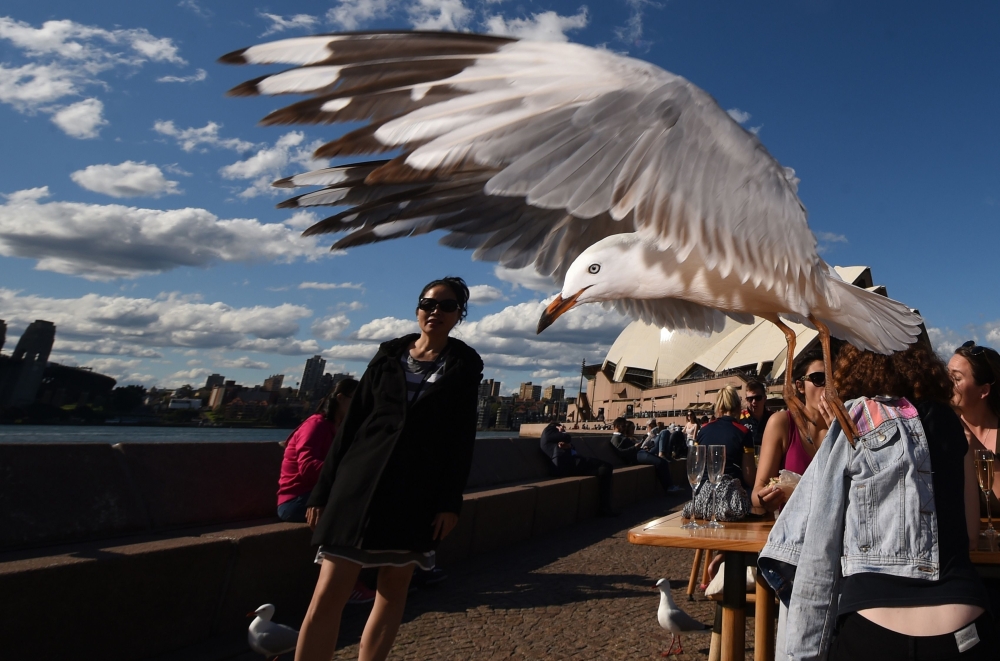 (FILES) File photo taken on September 16, 2016 shows a seagull flying past diners at Sydney Harbour. AFP / PETER PARKS