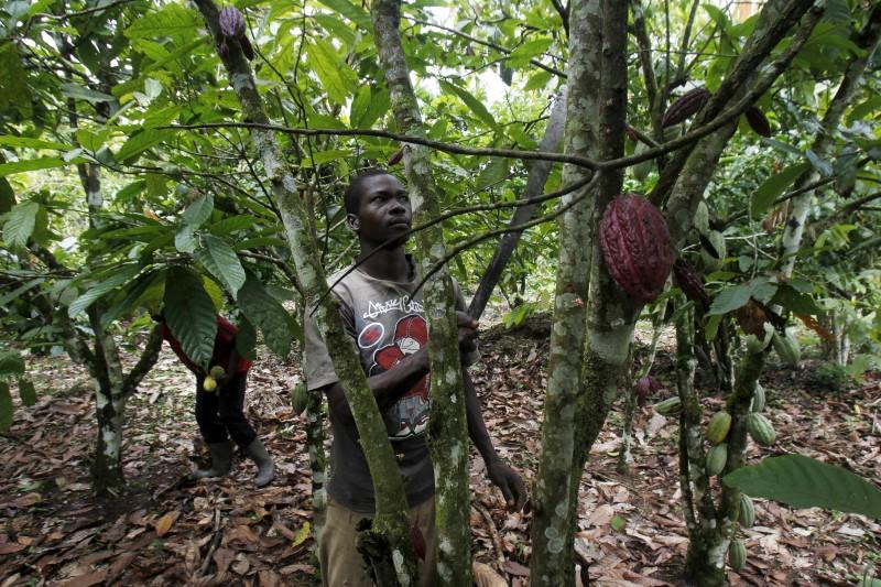 A farmer works on a cocoa plantation in the protected Gouin-Debe forest in Blolequin department, western Ivory Coast, August 17, 2015. Reuters/Luc Gnago