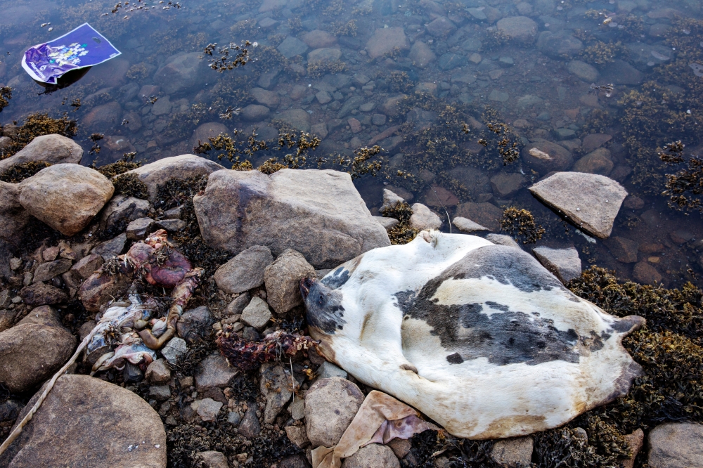 REPRSENTATIVE IMAGE:  A seal carcass and offal rests on the shoreline of the harbour in the town of Tasiilaq. Greenland, June 18, 2018. Reuters/Lucas Jackson