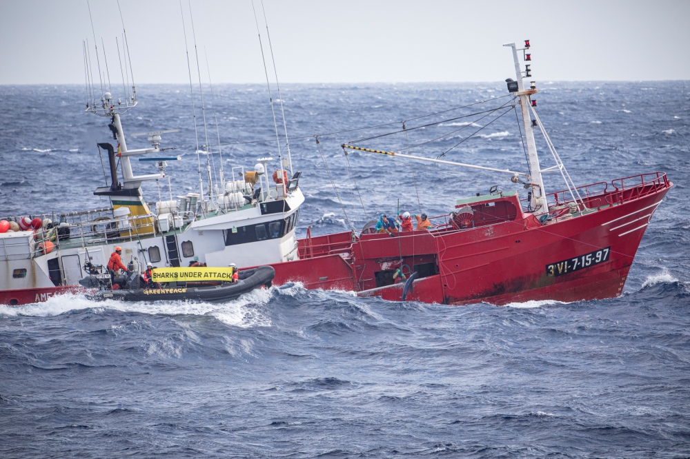 Members of Greenpeace film a Spanish fishing vessel capturing sharks near the Portuguese Azores, Portugal, June 26, 2019. (Greenpeace Handout via Reuters)