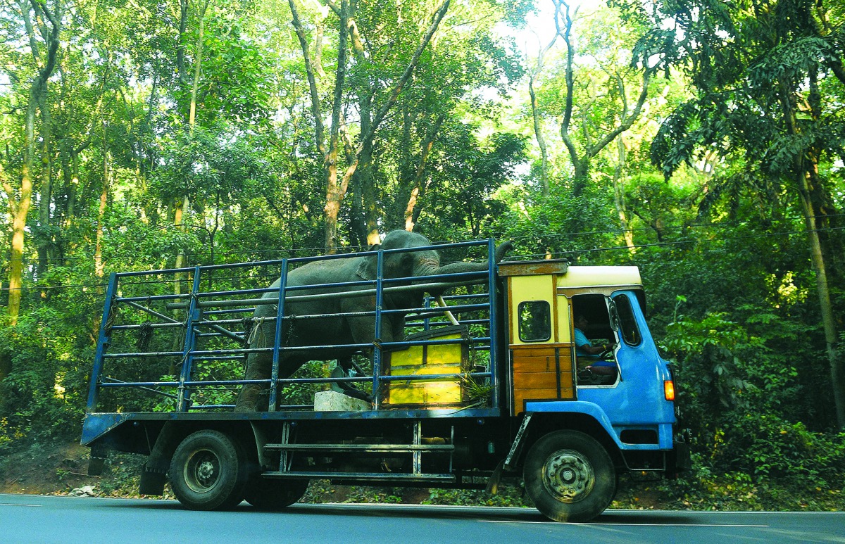 A Sri Lankan elephant is transported on a truck in Dambulla on July 16, 2019. AFP / Ishara S Kodikara