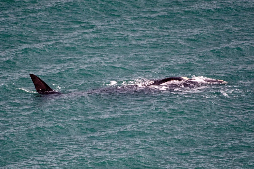 Representative image: A southern right whale swims in the harbour in Wellington on July 6, 2018. AFP/Marty Melville