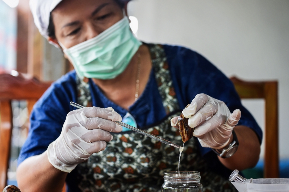 This picture taken on June 28, 2019 shows Phatinisiri Thangkeaw milking a snail of its serum at her farm in Nakhon Nayok province. AFP / Lillian Suwanrumpha