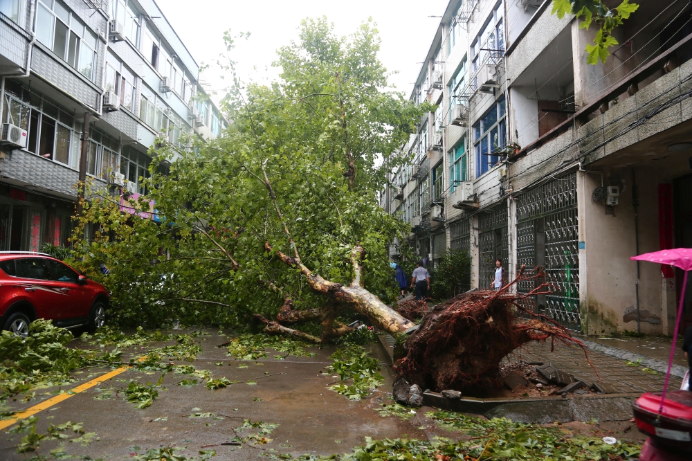 An uprooted tree is seen on a street after Typhoon Lekima hit Taizhou, Zhejiang province, China August 10, 2019. REUTERS/Stringer