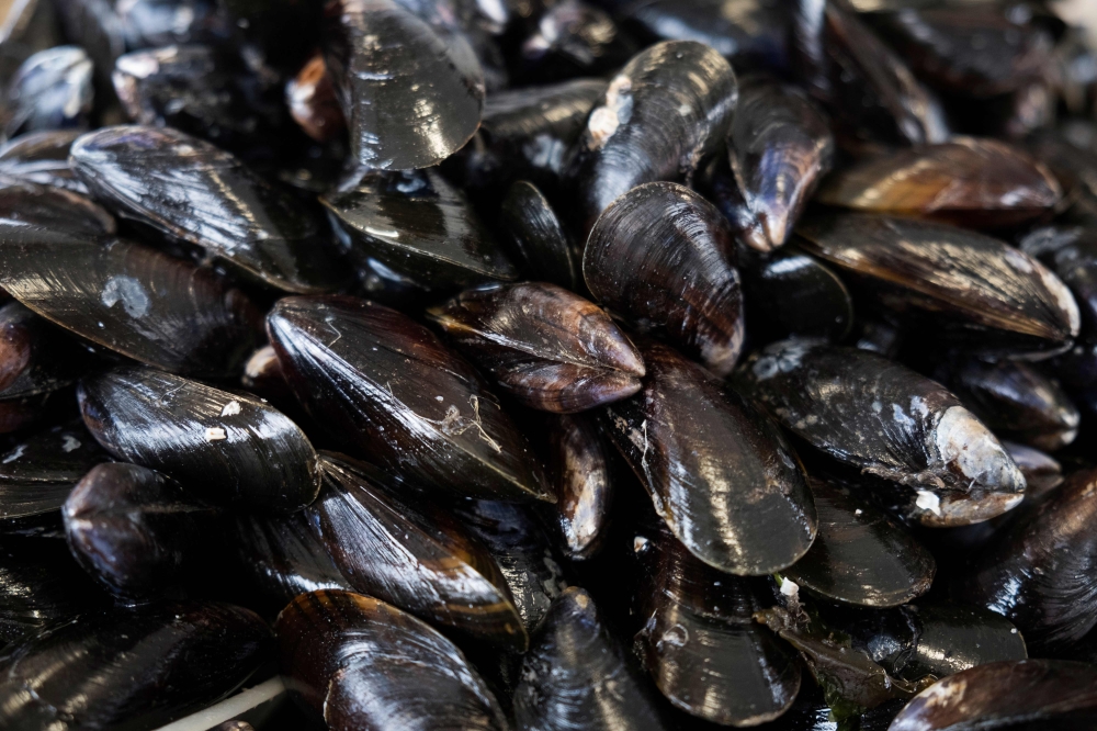 Mussels are pictured in the port of Grandcamp-Maisy on the Normandy coast, northwestern France. AFP / Joel Saget 