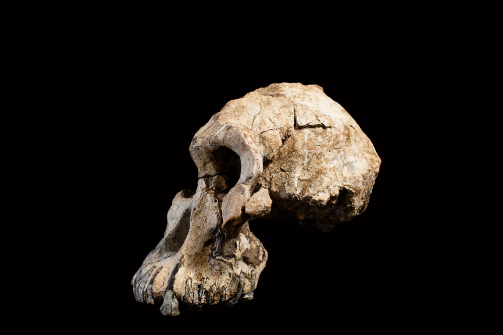 This handout photograph released by The Cleveland Museum of Natural History on August 28, 2019, shows fragments of an Australopithecus skull found in Ethiopia. AFP/ Cleveland Museum of Natural History / Bence Viola/ Dale Omeri