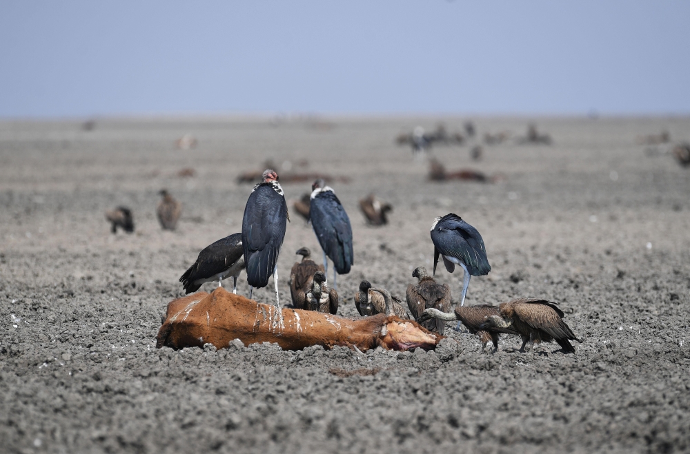 Vultures feed on the carcass of a dead cow which lies on the mud of the drought-affected Lake Ngami on August 29, 100km away from Maun, Botswana.  AFP / Monirul Bhuiyan  