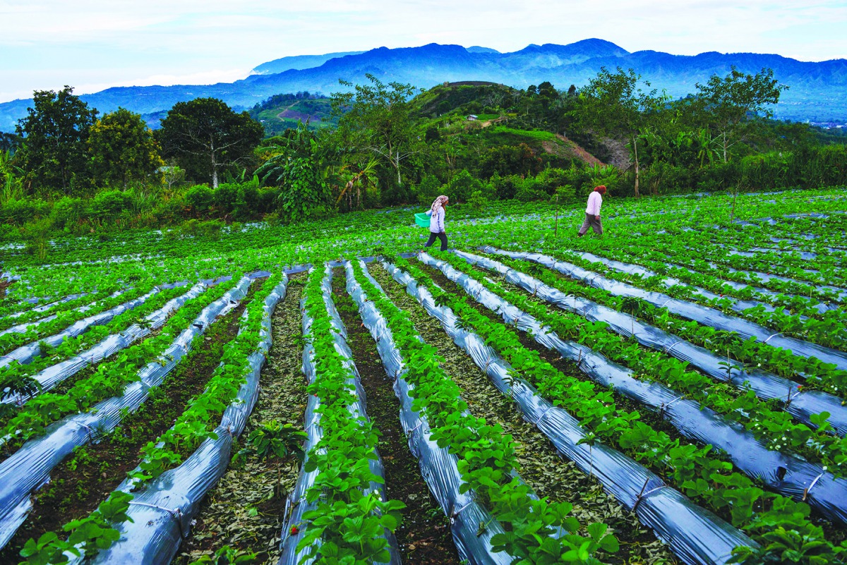 omen work in a strawberry farm in Bener Meriah, central Aceh province on September 1, 2019. AFP / Chaideer Mahyuddin
