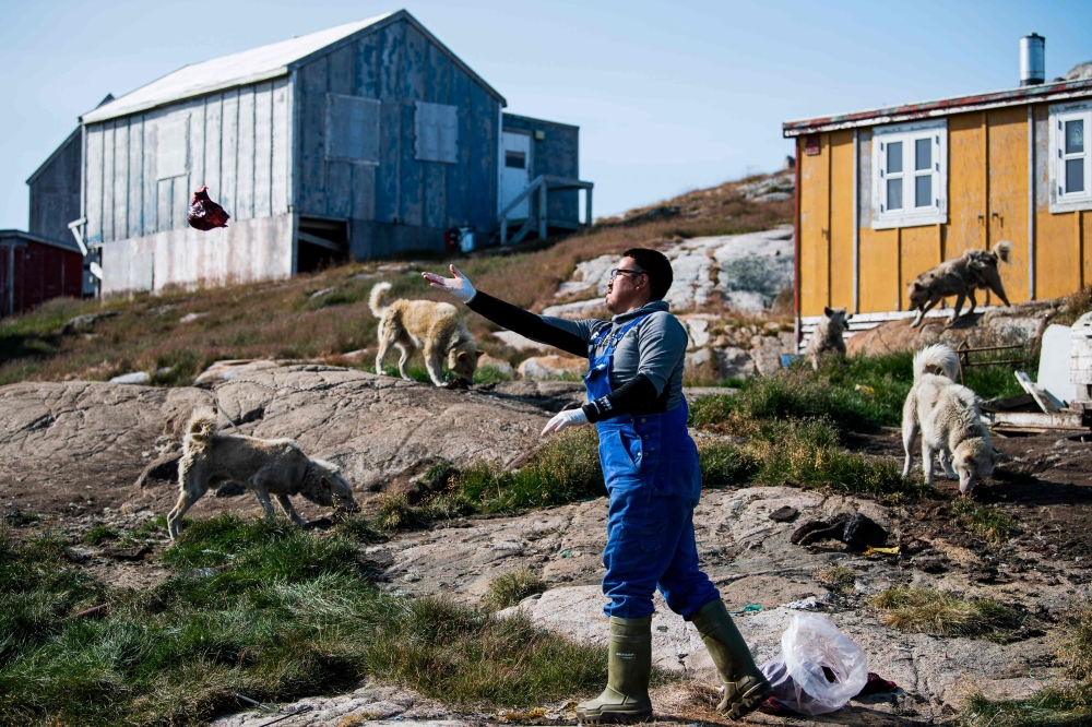 Justus Utuaq, a 32-years-old Greenlandic musher feeds his dogs in Kulusuk (also spelled Qulusuk), a settlement in the Sermersooq municipality located on the island of the same name on the southeastern shore of Greenland on August 17, 2019.  AFP / Jonathan