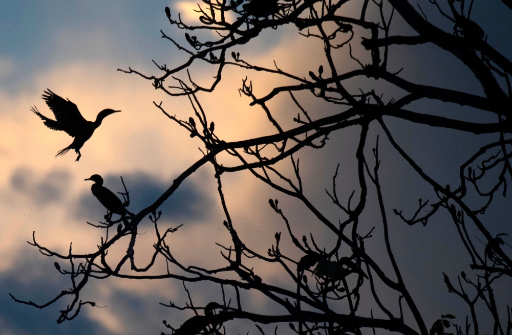 Birds are seen on a tree partially submerged in water during sunset at the Mamiraua Sustainable Development Reserve in Amazonas State, Brazil on June 27, 2018. AFP/Mauro Pimentel