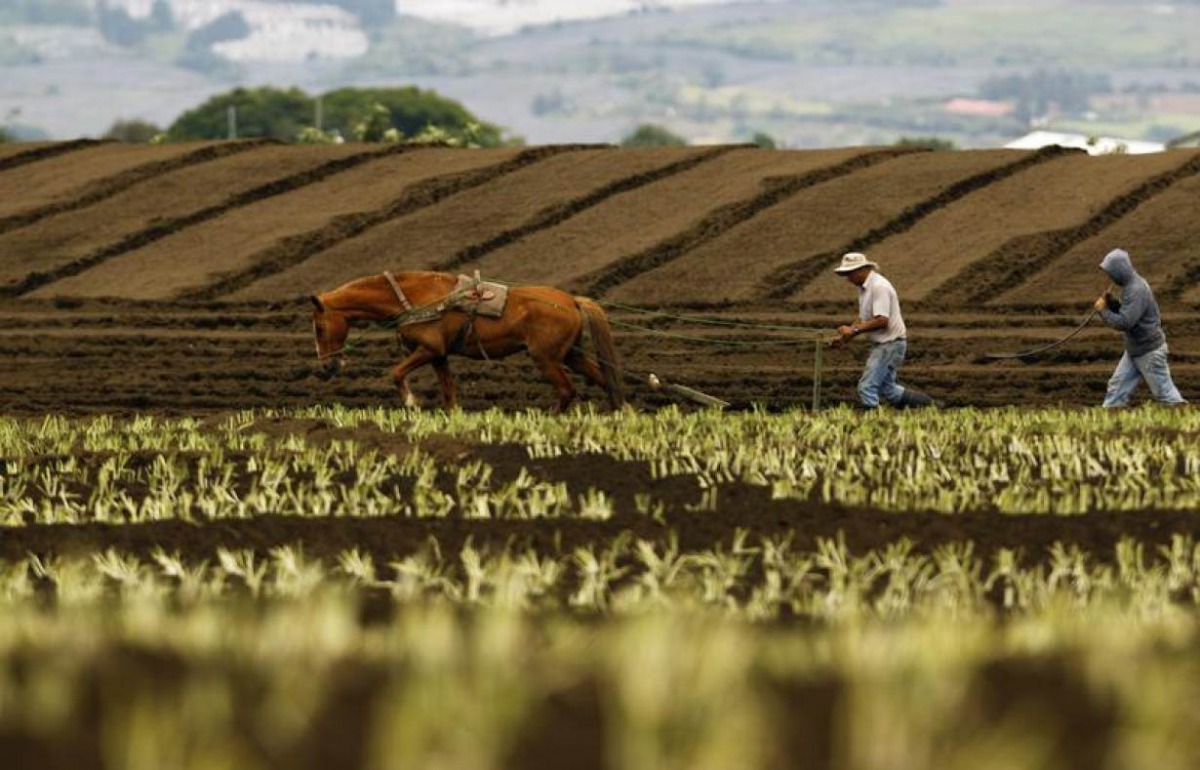 Farmers plough the land with the help of their horse on a plantation in Tierra Blanca de Cartago, east of San Jose, May 15, 2012. Reuters / Juan Carlos Ulate
 