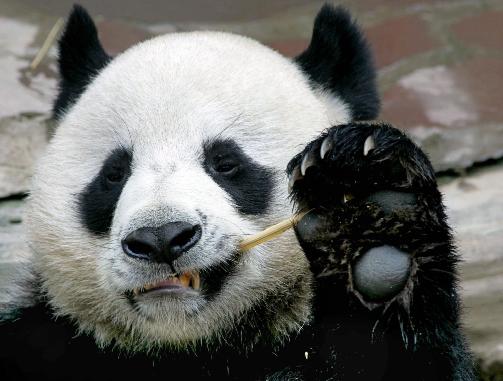  In this file photo taken on September 3, 2005, Chuang Chuang, a giant panda on loan to Thailand from China, eats bamboo at the Chiang Mai Zoo in northern Thailand.  / AFP / Pornchai KITTIWONGSAKUL 
