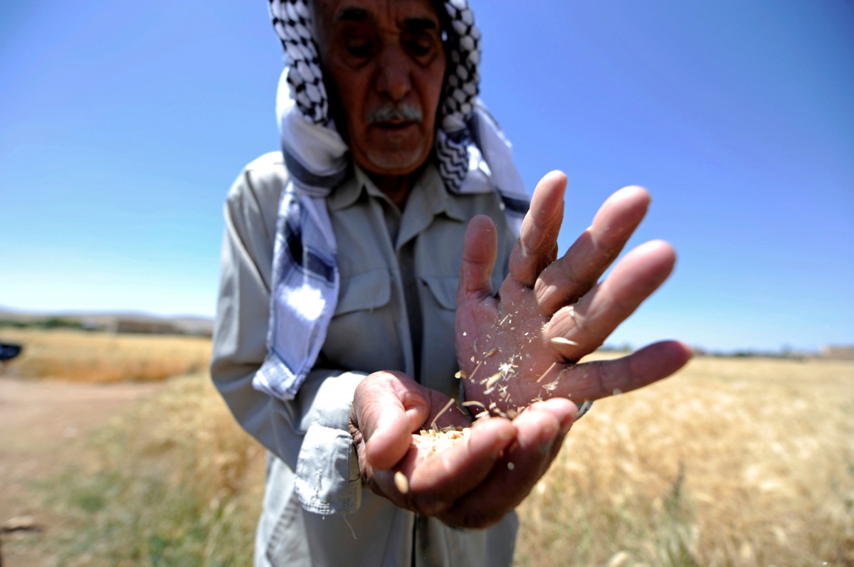 A farmer holds wheat in a field in Jdeidet Artouz, a suburb southwest of Damascus, Syria, June 19, 2017. Reuters / Omar Sanadiki