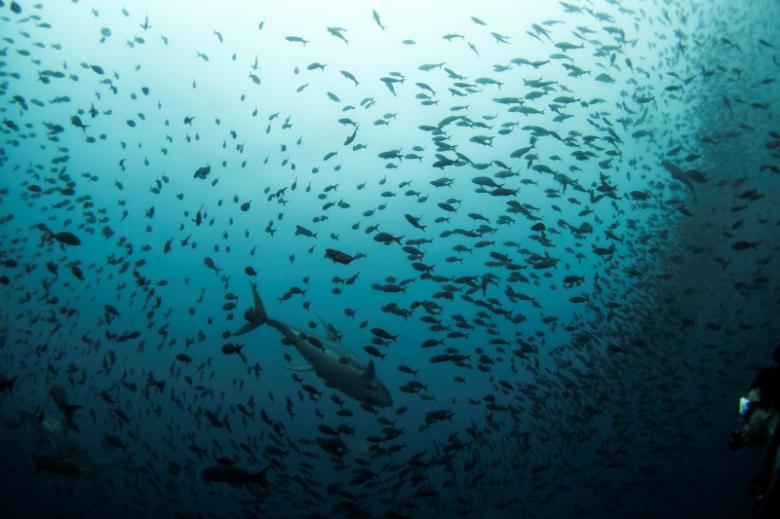 A tuna swims among a school of fish as a scuba diver looks on at Galapagos Marine Reserve. Reuters/ Jorge Silva