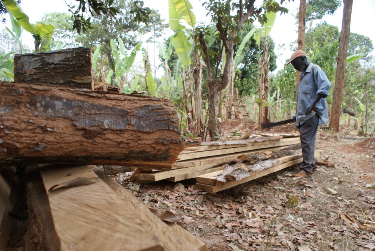 A farmer looks at felled timber on his farm in Ilulua, western Kenya, September 27, 2019. Thomson Reuters Foundation/Kagondu Njagi
