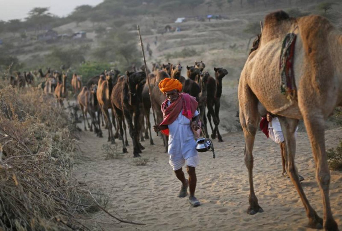 A camel herder walks his camels at Pushkar Fair in the desert Indian state of Rajasthan November 23, 2012. Reuters/Danish Siddiqui